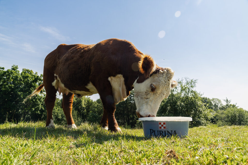 purina cattleproductsshoot 2024 41