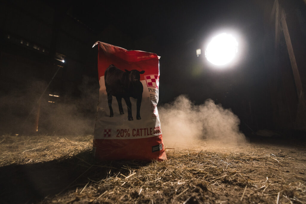 purina cattleproductsshoot 2024 52